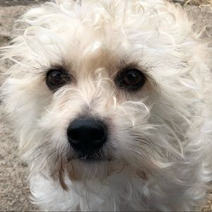 Meet your Posher, Maggie